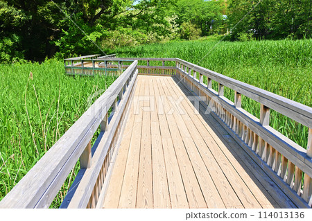 綠色的木板路 綠色的木板路 114013136