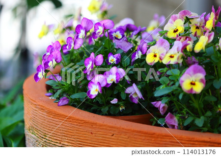 中提琴花 中提琴花 114013176