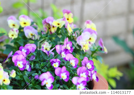 中提琴花 中提琴花 114013177