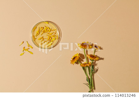 Minimal scene with view from above of a petri dish filled with Calendula flower oil decorated with few branches of Calendula flowers. Calendula is a flowering plant also known as marigold 114013246