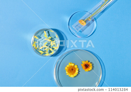 Two petri dishes filled with fluid of Calendula flower extract. A test tube with a branch of Calendula flower inside. Calendula is often marketed as a treatment for eczema Two petri dishes filled with fluid of Calendula flower extract. A test tube with a branch of Calendula flower inside. Calendula is often marketed as a treatment for eczema 114013284