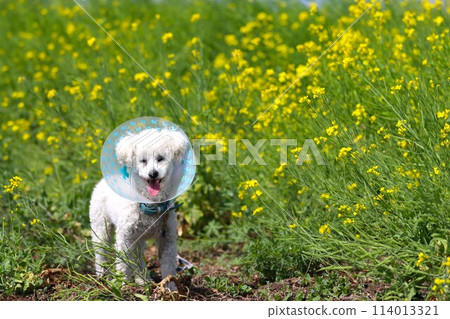 貝利，一隻戴著伊莉莎白項圈的玩具貴賓犬，在油菜花田裡玩耍♡ 114013321