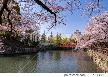 Himeji Castle, cherry blossoms and a red bridge in Himeji, Hyogo Prefecture 114013395