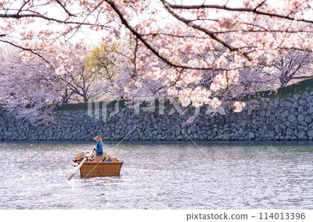Himeji City, Hyogo Prefecture: A Japanese rowing boat slowly sailing through the inner moat of Himeji Castle and cherry blossoms Himeji City, Hyogo Prefecture: A Japanese rowing boat slowly sailing through the inner moat of Himeji Castle and cherry blossoms 114013396