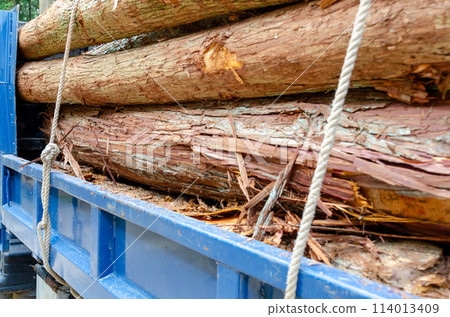 Truck bed loaded with logs attached with ropes Truck bed loaded with logs attached with ropes 114013409
