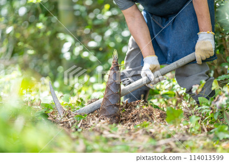 Elderly man digging for bamboo shoots in spring 114013599