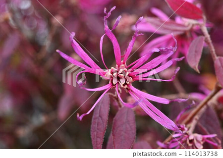 Witch hazel flowers and hedge 114013738