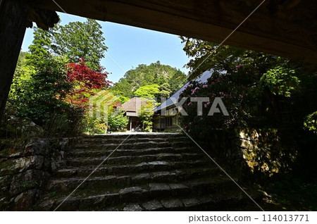 Fresh greenery at Iwatakiji Temple Fresh greenery at Iwatakiji Temple 114013771