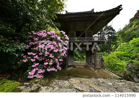 岩瀧寺的新綠 114013990