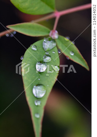 Nandina leaf polka dots Nandina leaf polka dots 114014052