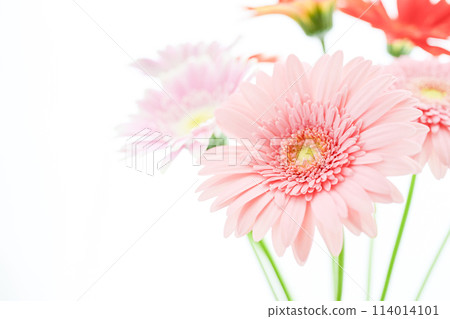 bright pink gerbera bright pink gerbera 114014101