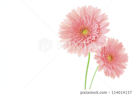 bright pink gerbera bright pink gerbera 114014137