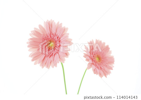 bright pink gerbera bright pink gerbera 114014143