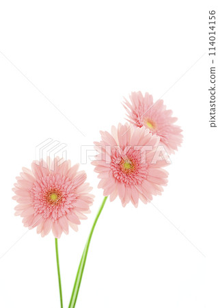 亮粉色非洲菊 亮粉色非洲菊 114014156