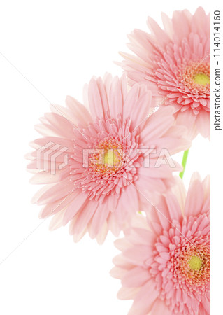 bright pink gerbera bright pink gerbera 114014160