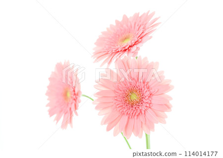 亮粉色非洲菊 114014177