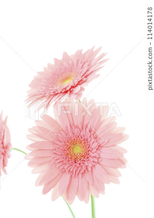 亮粉色非洲菊 亮粉色非洲菊 114014178