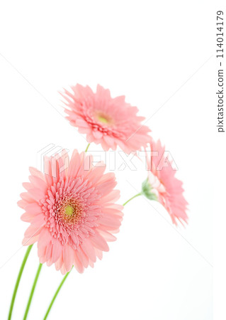 bright pink gerbera bright pink gerbera 114014179