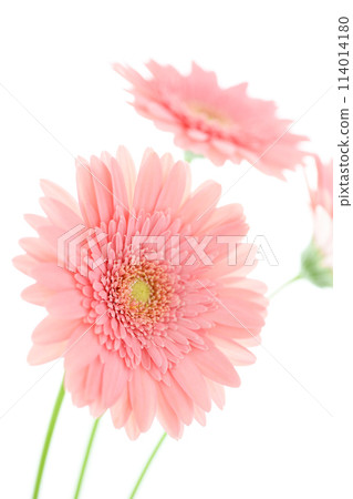 bright pink gerbera bright pink gerbera 114014180