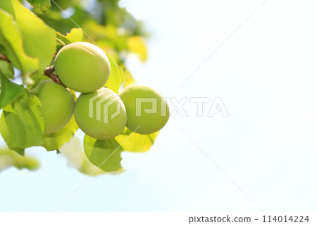Young plum fruit 114014224