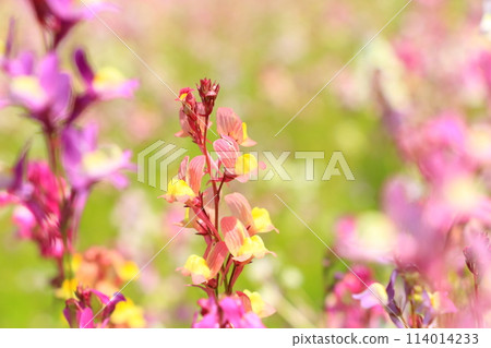 Linaria field in full bloom Linaria field in full bloom 114014233