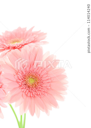 bright pink gerbera 114014240