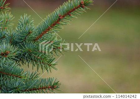 Background, abstraction of Christmas tree twigs with needles on a blurry 114014242