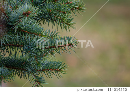 Background, abstraction of Christmas tree twigs with needles on a blurry 114014250