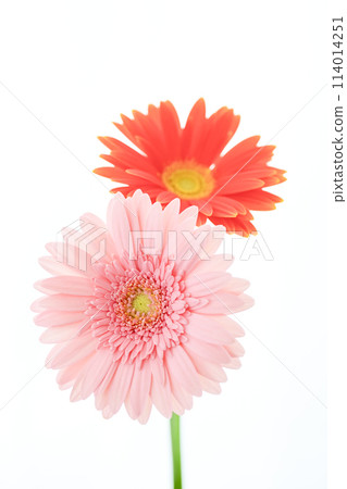 bright pink gerbera 114014251