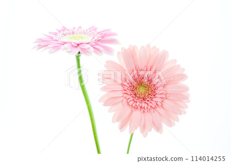 bright pink gerbera 114014255