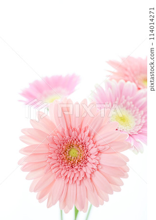 bright pink gerbera bright pink gerbera 114014271