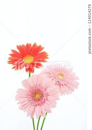 bright pink gerbera 114014279