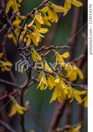 Beautiful Forsythia in spring time on a blurry background 114014376