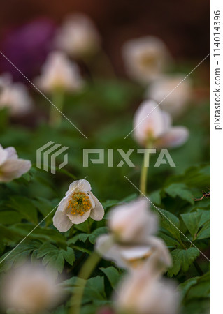 Spring flowers. Blooming primrose or primula flowers in a garden 114014396