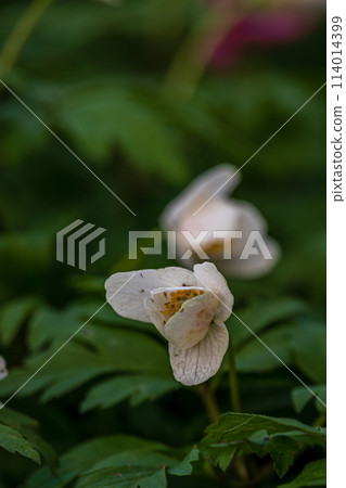 Spring flowers. Blooming primrose or primula flowers in a garden 114014399