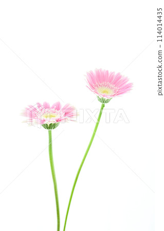 bright pink gerbera bright pink gerbera 114014435