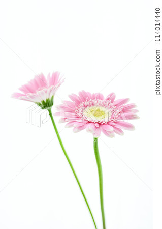 亮粉色非洲菊 亮粉色非洲菊 114014440