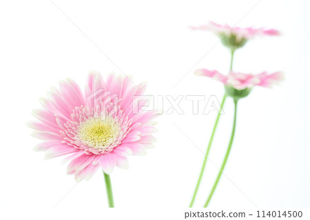 亮粉色非洲菊 114014500