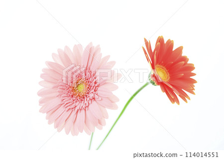 bright pink gerbera 114014551