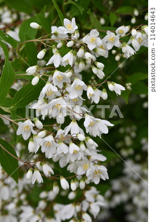 Deutzia gracilis flower, endemic to Japan Deutzia gracilis flower, endemic to Japan 114014643