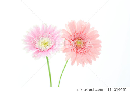 bright pink gerbera 114014661