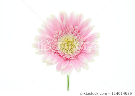bright pink gerbera bright pink gerbera 114014689
