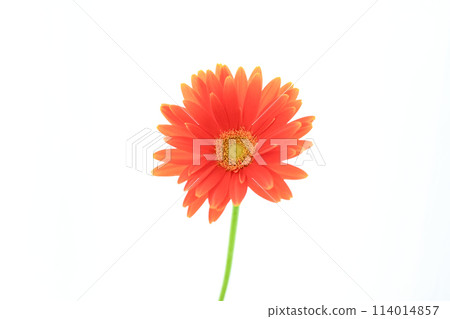 Bright orange gerbera Bright orange gerbera 114014857