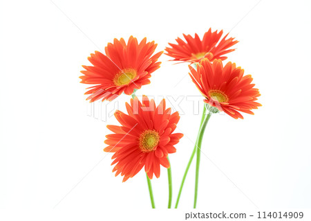 Bright orange gerbera 114014909