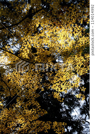 今治那布川溪谷的楓樹在透過樹林的陽光下閃閃發光 114014992