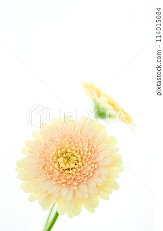 亮黃色非洲菊 亮黃色非洲菊 114015084