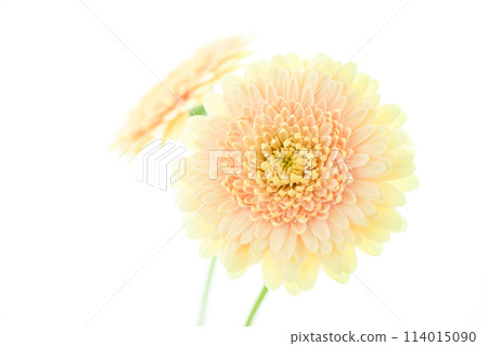 亮黃色非洲菊 亮黃色非洲菊 114015090
