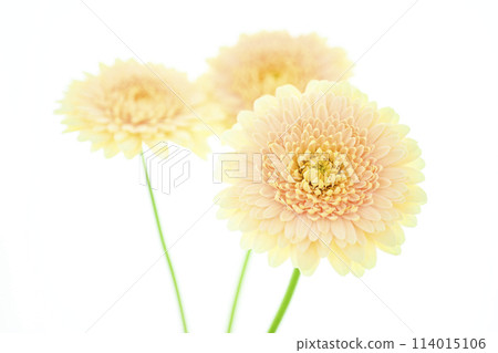 Bright yellow gerbera Bright yellow gerbera 114015106