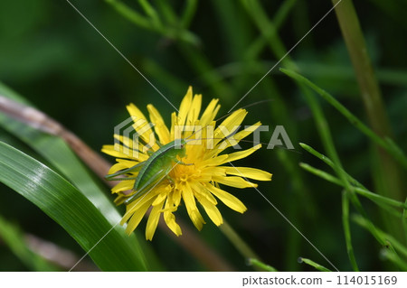 鯰魚幼蟲棲息在蒲公英上 114015169
