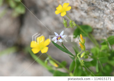 A single oxalis flower among wood sorrel flowers A single oxalis flower among wood sorrel flowers 114015171